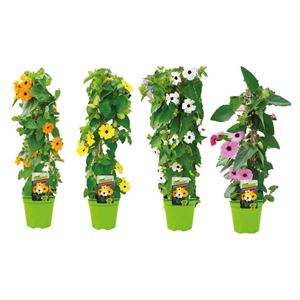 Afbeelding van KP19 Thunbergia  piramide White